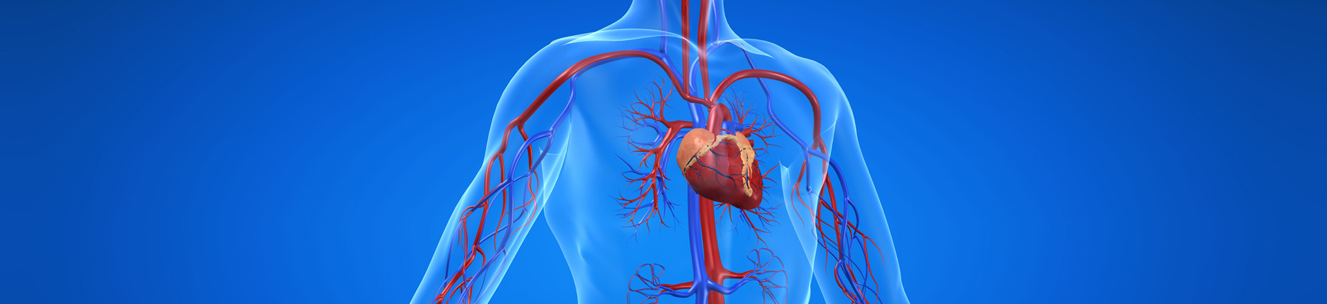 Cardiovascular system (cardiovascular, disease, heart)