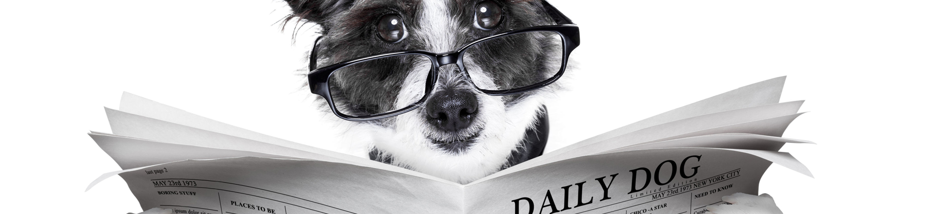 Dog reading the newspaper