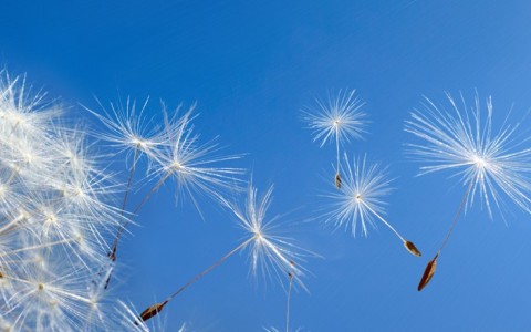 dandelion flower with its seeds blowing in the wind