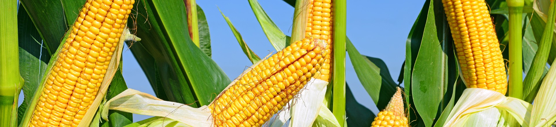 corn stalks in a field
