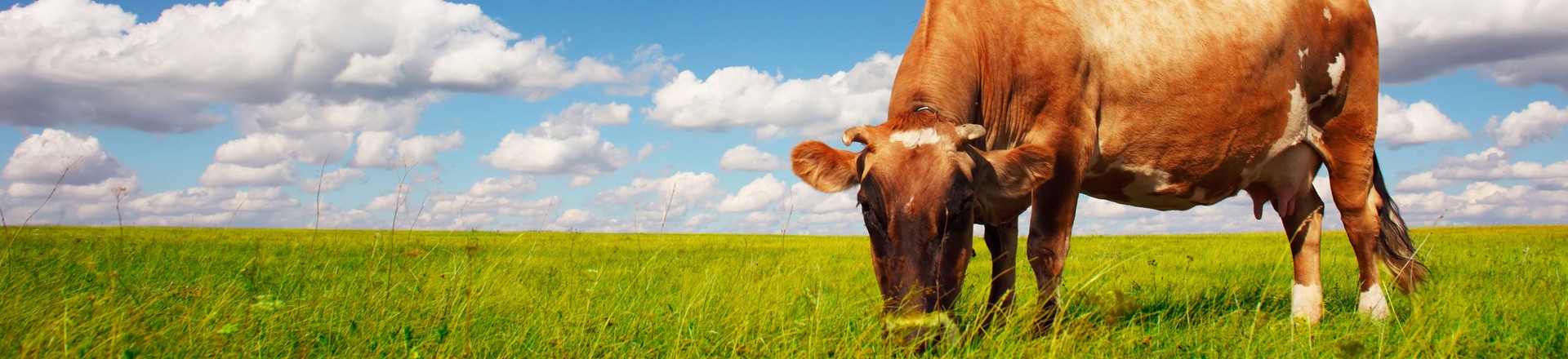 a brown cow grazes inan open field of grass to indicate it is grass fed beef