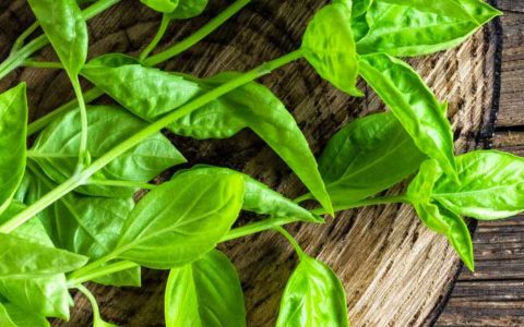 bright green basil may help different types of headaches