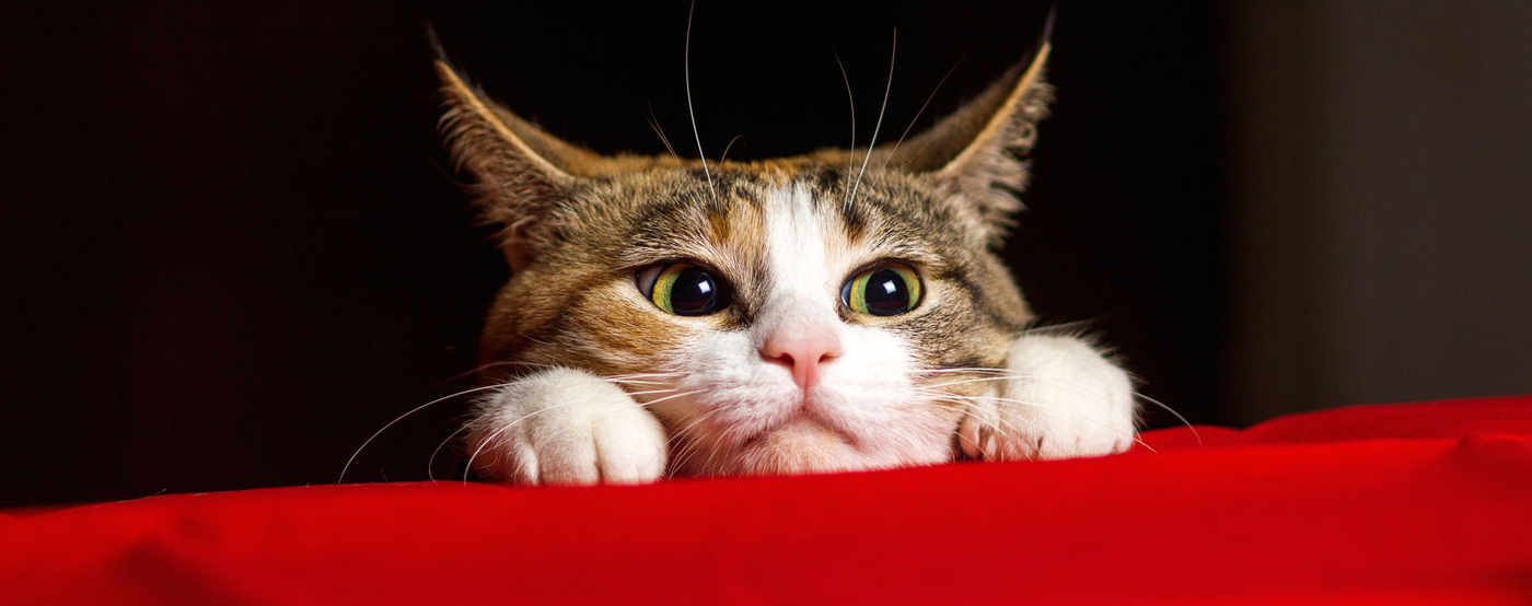 7 Natural Ways to Ease Cat Anxiety Dr. Sinatra's HeartMD Institute