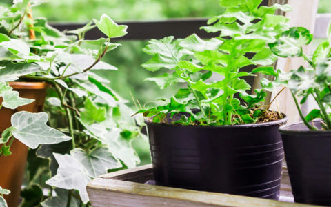 best indoor air purifying plants