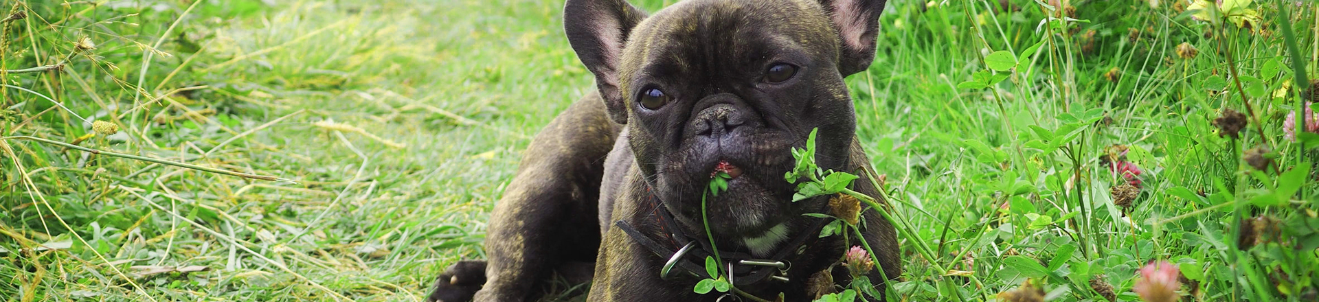 dog eating a plant that could be toxic