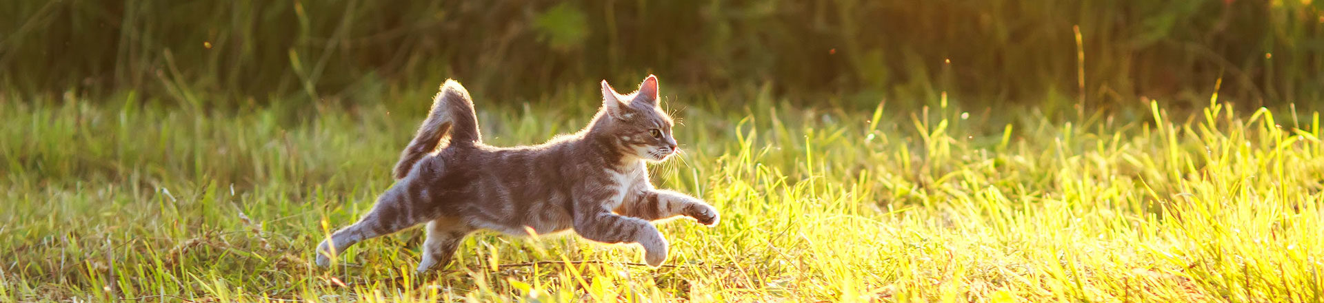 Cat running in a green field