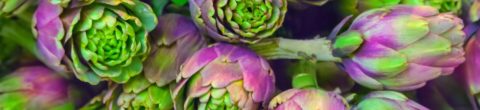colorful raw artichoke hearts packed with antioxidants and health benefits