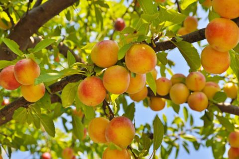 peach recipes and peach health benefits