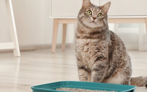 cat at litterbox uti urinary tract issues