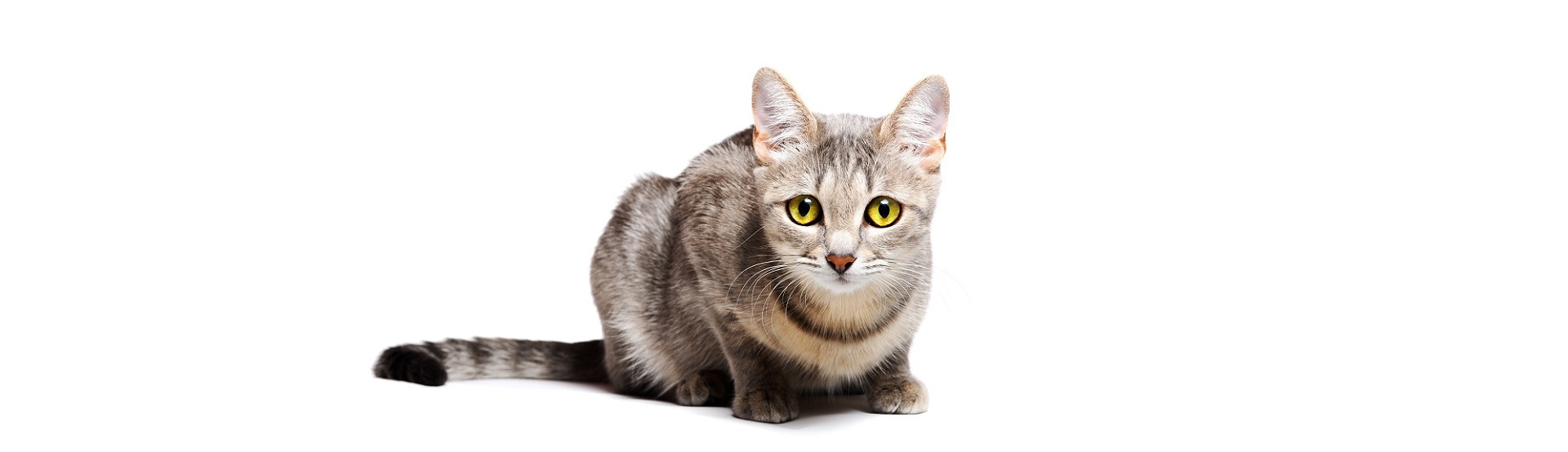 how cats communicate with vocalizations and body language