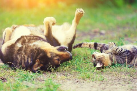 dog and cat in grass wearing natural flea and tick prevention
