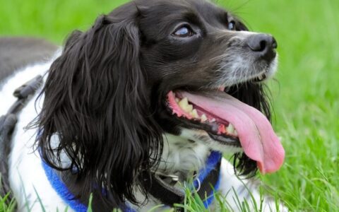 dog panting in grass