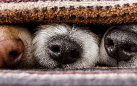how good is a dogs sense of smell?